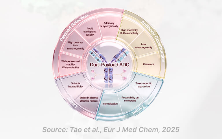 Next-Generation Dual-Payload ADCs: Target Selection, Payload Synergy, and Clinical Pipeline Analysis